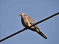 Spotted dove