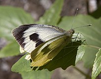 Pieris cheiranthi