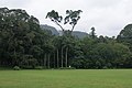 Sri Lanka, Peradeniya Botanical Gardens, Landscaped Forest.jpg