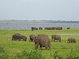 Éléphants sri-lankais.Category:ElephantsCategory:Unidentified Elephantidae