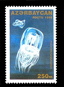 Polyorchis karafutoensis, a true member of the Capitata, on a 1995 stamp from Azerbaijan. Stamp of Azerbaijan 319.jpg