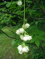 Staphylea- Staphylea-pinnata-flowers.JPG