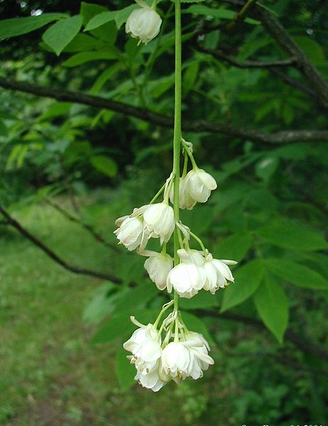 File:Staphylea-pinnata-flowers.JPG