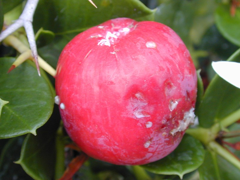 File:Starr-020628-0027-Carissa macrocarpa-fruit-Kahului-Maui (24182388889).jpg