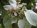 leaves, inflorescences