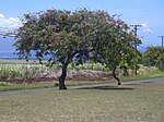 Stær 030702-0030 Cassia javanica.jpg