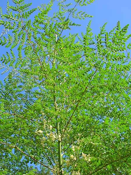 File:Starr 060921-9054 Moringa oleifera.jpg