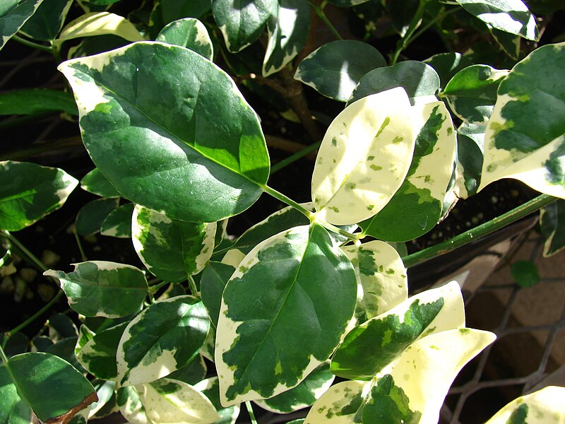 File:Starr 080103-1171 Pandorea jasminoides.jpg