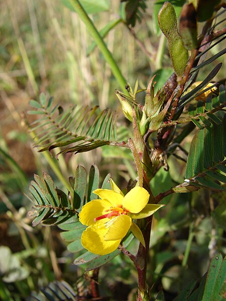 File:Starr 080208-2457 Chamaecrista nictitans.jpg