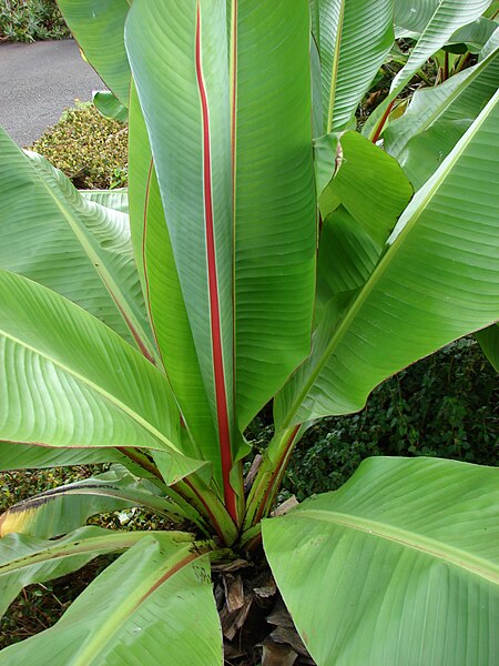 File:Starr 080716-9292 Ensete ventricosum.jpg