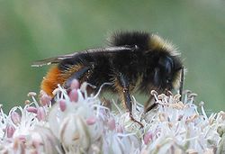 Bombus lapidarius