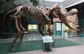 Stegodon