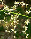 Stenanthium gramineum (1014705818).jpg