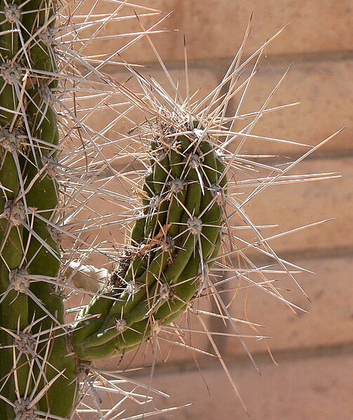 File:Stetsonia coryne 1.jpg