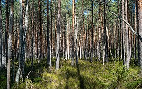 Den västra delen av Stora brandens naturreservat.