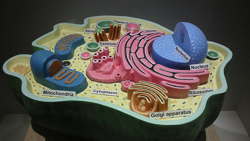 File:Structure of animal cell.JPG