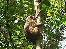 Stump tailed Macaque P1130751 24.jpg