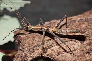 <i>Sungaya</i> Genus of stick insects