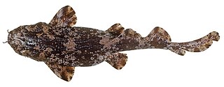 Cobbler wobbegong Species of shark