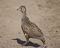 Swainson's Francolin (Pternistis swainsonii) (22269371965).jpg