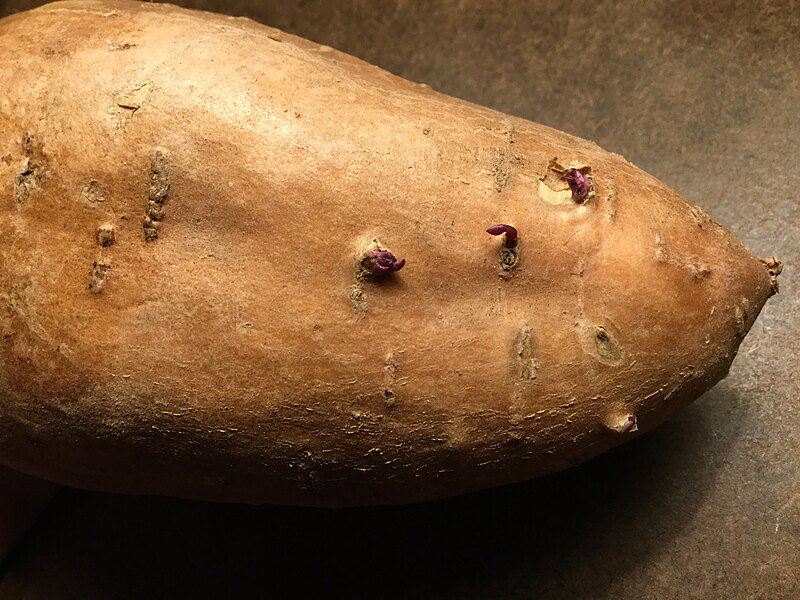 File:Sweet potato sprouting slips.jpg