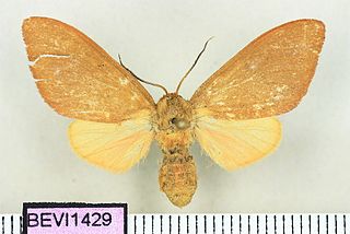 Symphlebia nigropunctata