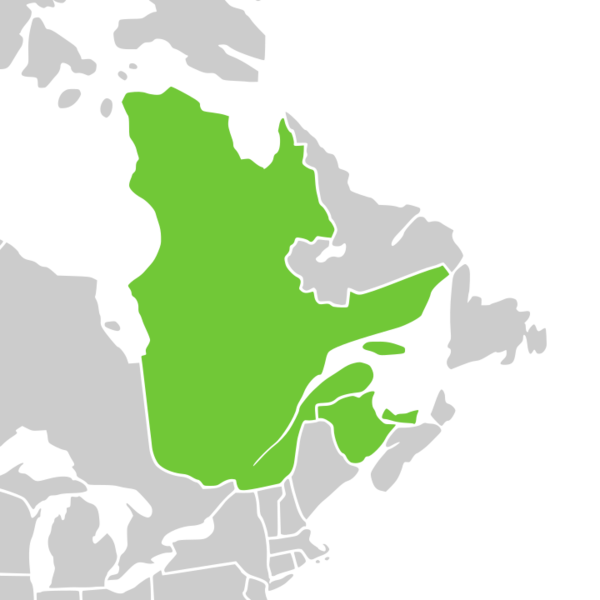 File:Symphyotrichum laurentianum distribution.png