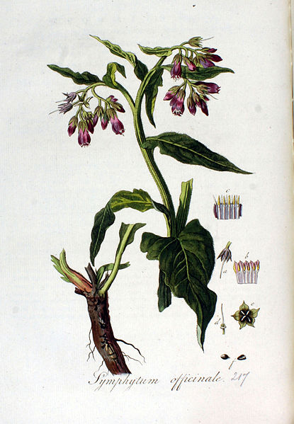 File:Symphytum officinale — Flora Batava — Volume v3.jpg