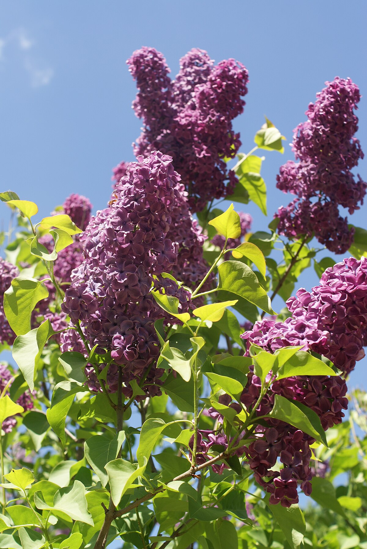 Syringa `sumerki´