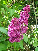 Syringa vulgaris, Bishopstone - geograph.org.uk - 2369290.jpg