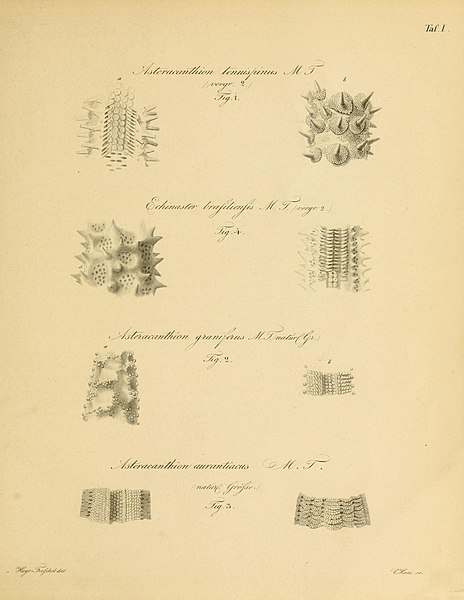 File:Taf. I (Müller & Troschel, 1842).jpg