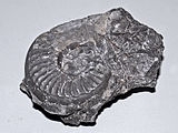 Fossilized shell of the Carboniferous-Triassic nautiloid cephalopod Pleuronautilus Tainoceratidae - Pleuronautilus mariani.JPG