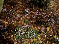 Cyclamen hederifolium clump