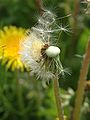 タンポポの種（綿毛）が飛散している様子