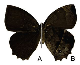 <i>Taguaiba rectifascia</i> Species of butterfly