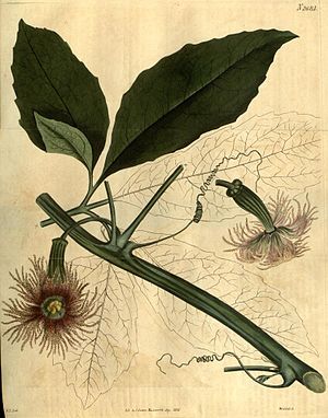Taler gourd (Telfairia pedata), illustration of a female plant