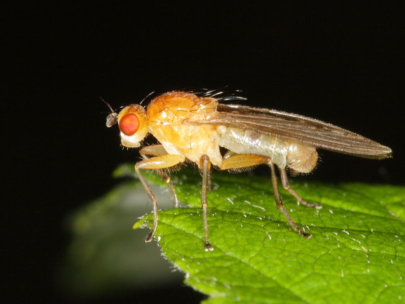 File:Tetanocera (Sciomyzidae) - a Marsh fly from Slovakia (7333032834).jpg