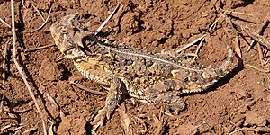Texas horned lizard (P. cornutum), Armstrong County, Texas, USA (28 April 2013)