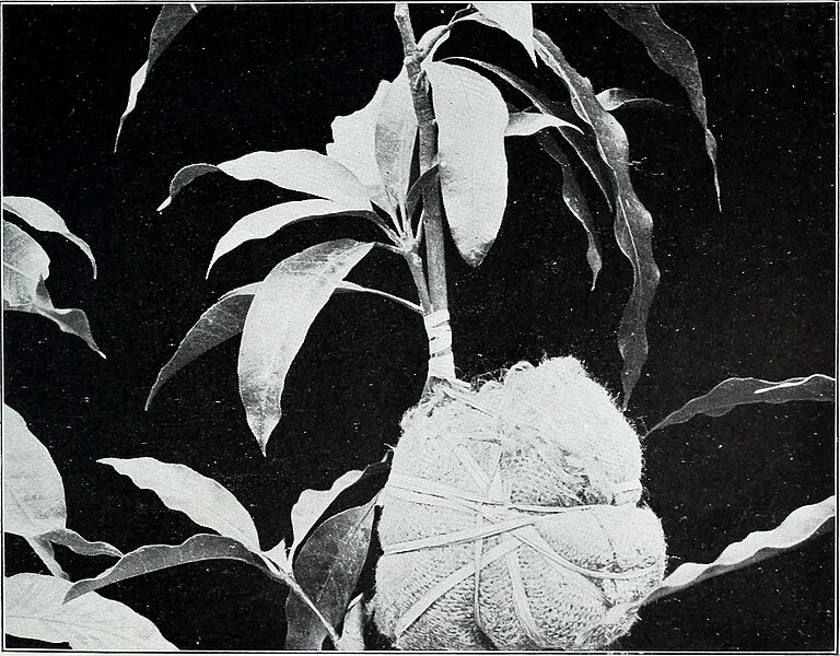 File:The seedling-inarch and nurse-plant methods of propagation (1911) (14781269784).jpg