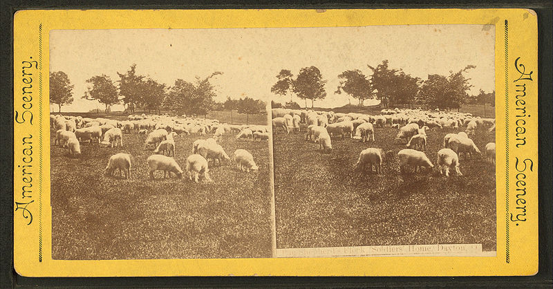 File:The shepherd's flock, soldiers' home, Dayton, Ohio, from Robert N. Dennis collection of stereoscopic views.jpg