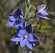 Thelymitra juncifolia