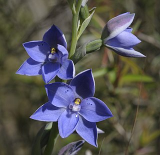 <i>Thelymitra juncifolia</i> species of plant