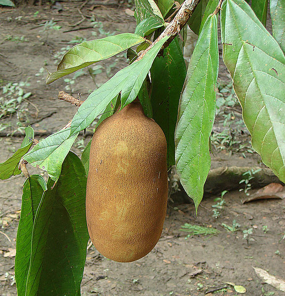 File:Theobroma grandiflorum, source of Cupulate Chocolate (9906147393).jpg