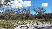 Thumbnail for File:Thomsons Lake - surrounding bush &amp; forest no 5.jpg