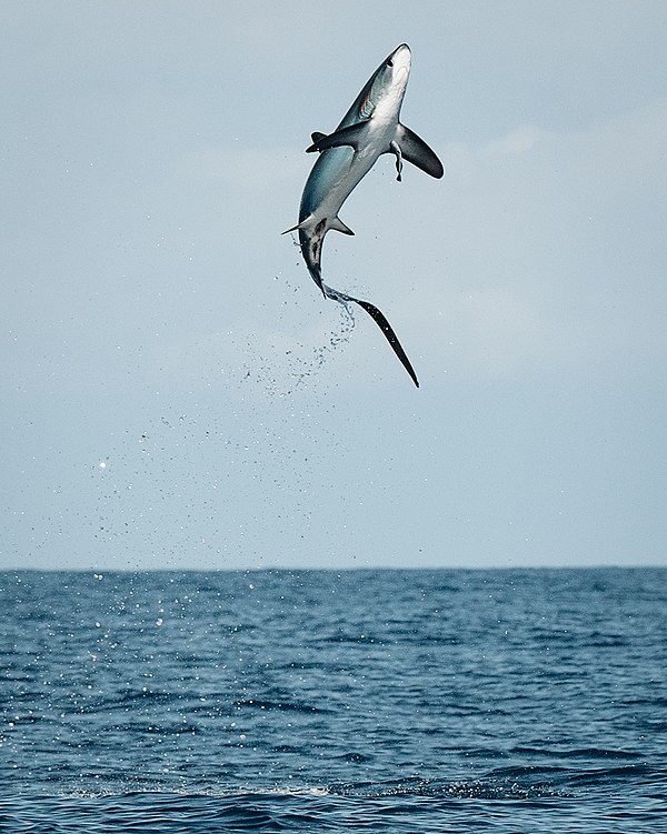 Pelagic thresher (A. pelagicus) jumping in Costa Rica