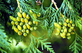 <i>Thuja occidentalis</i> Species of evergreen coniferous tree