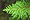 Thuja occidentalis, cedar putih timur atau arborvitae, Semenanjung Taman Negara