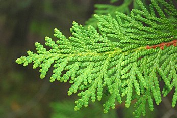 Foliage, Peninsula State Park, Door County, Wisconsin