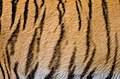 Tiger Stripes (29808869755).jpg