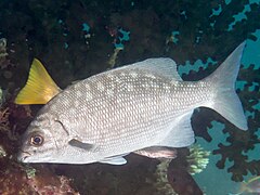 Cacho de vela mayor (Kyphosus cenerascens) (47778151452) .jpg